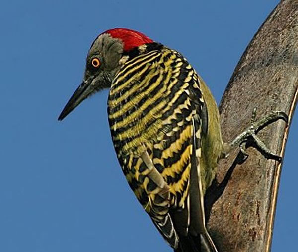 ľwoodpecker