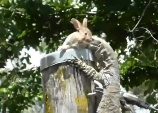 巨蜥把猎物放上电线杆