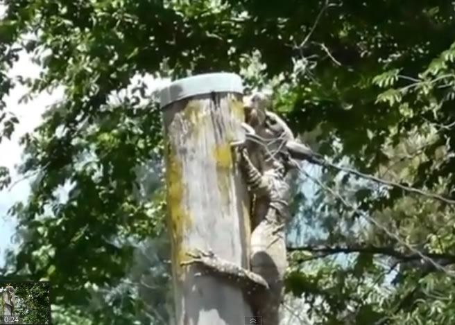 小兔被活活生吞