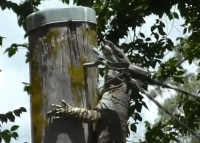 兔子已成巨蜥的腹中点心