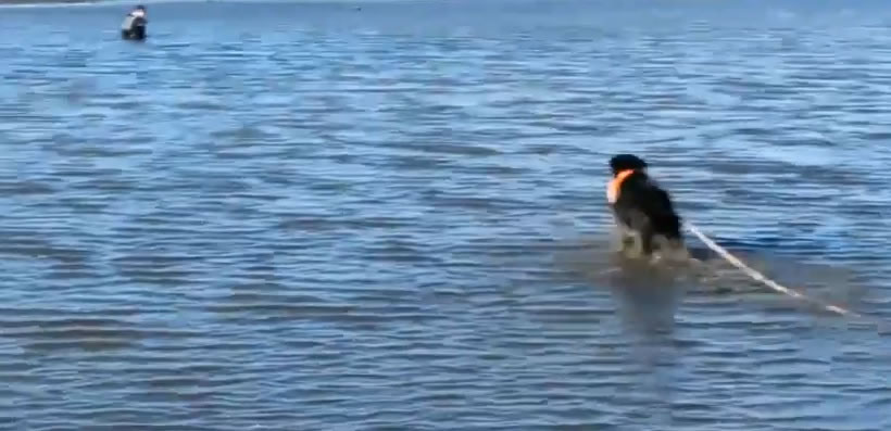 狗狗将绳子送过去给主人。