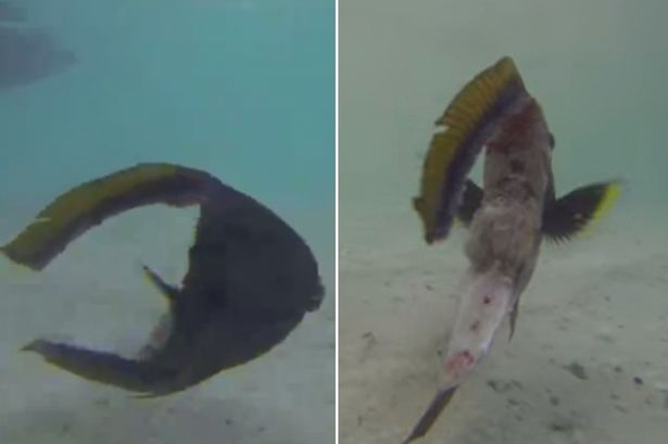 马尔代夫“鱼坚强”被掏空内脏后仍在游动