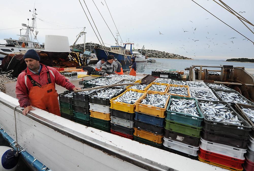 商业捕鱼与饵料鱼种群动态