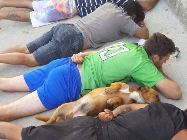 巴西忠犬跟毒贩主人一起向警方趴下投降