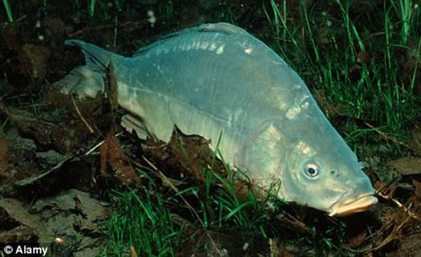 在实验中,一群蜻蜓幼虫和食肉性鱼放在同一个水族馆里。即使鱼无法吃到蜻蜓,有些蜻蜓却被吓死了。