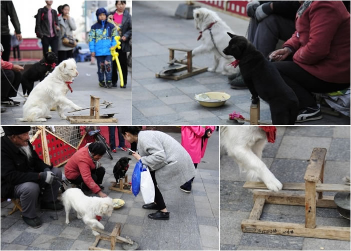 黑白狗在街头落力卖艺,吸引不少途人围观打赏。