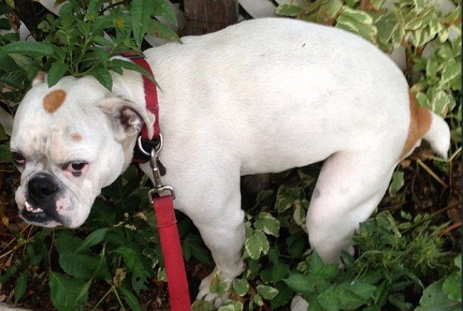 美国利用DNA测试来找出乱拉屎的狗