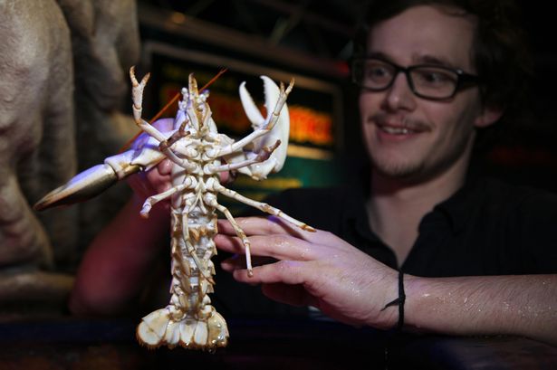 水族馆救出激罕白化龙虾西奥多(左)。