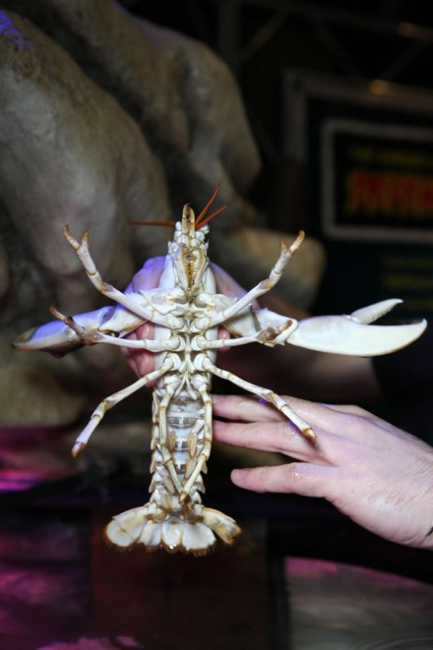 西奥多的肚皮呈白色。