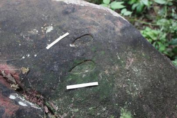 古蔺县桂花乡境内发现的疑似翼龙足迹化石