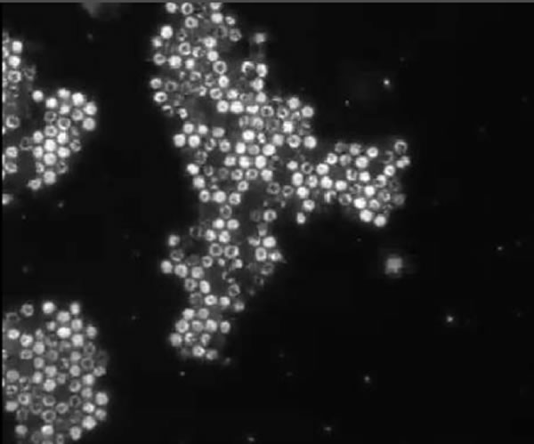 科学家发现由一种微生物形成的“活晶体”