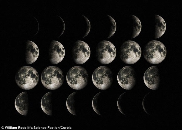 一幅展示不同月相的图像。刊登在《生物学快报》上的研究论文指出:“E. foeminea的授粉时间每年都存在很大差异,但都与7月的满月紧密联系在一起。令我们感到吃