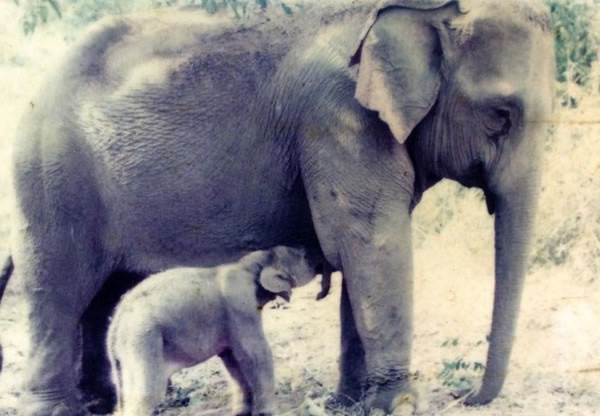 MeBai与妈妈Mae Yui,当时MeBai才1周大。