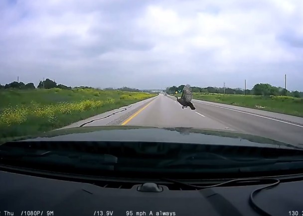 Ƭ����˾�����ڹ�·�ɳۣ�һֻ��ͻȻ��·���߳�����