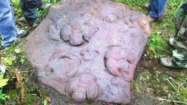 现场考察发现的恐龙足迹“铸模”化石