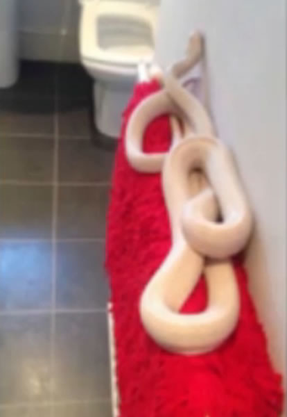 英国曼彻斯特郡罗奇代尔一名女孩在家中浴室发现白蛇