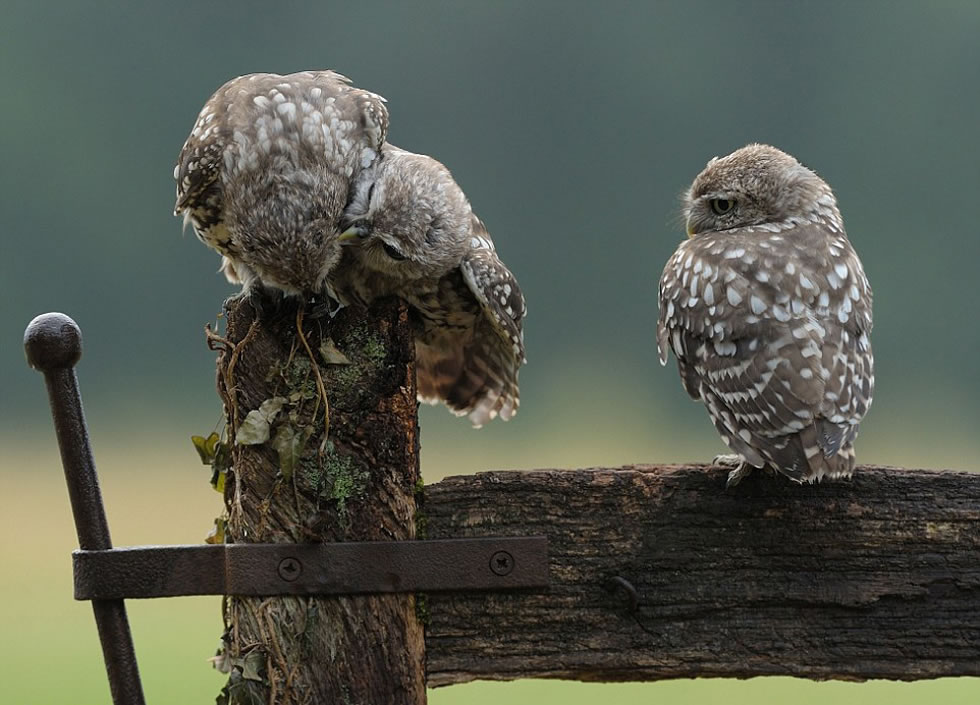 它亦步亦趋来到两兄弟面前,一幅“求抱抱”的神态。