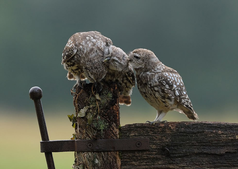 梅森用镜头记录下了这一幕