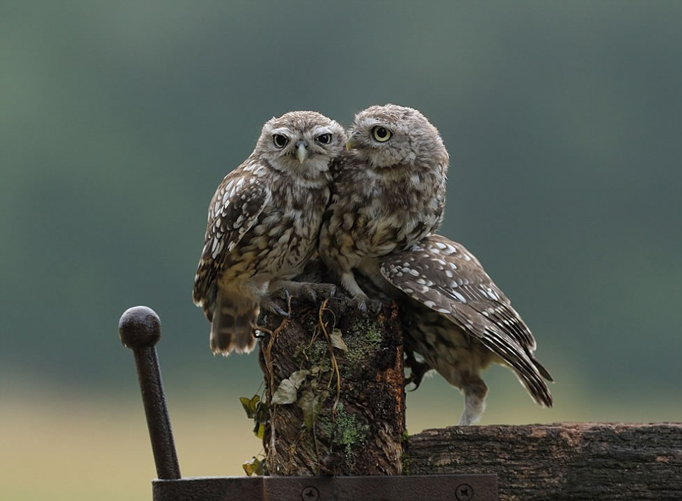三只小猫头鹰抱成一团,看上去一派温馨景象。