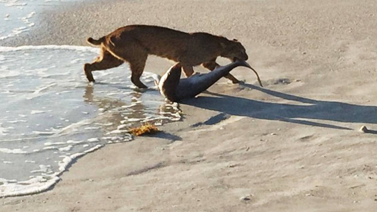 ������������ݺ�̲��������ɽè���������߳�ˮ��ľ��ʴ�Ϸ