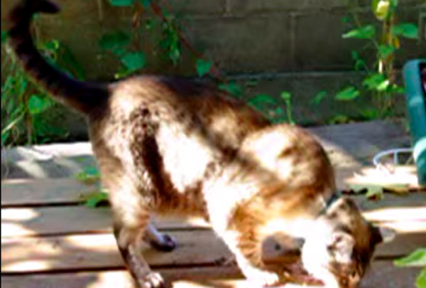 Gus虽然看不见,但靠着「感觉」努力捡「礼物」送给饲主。