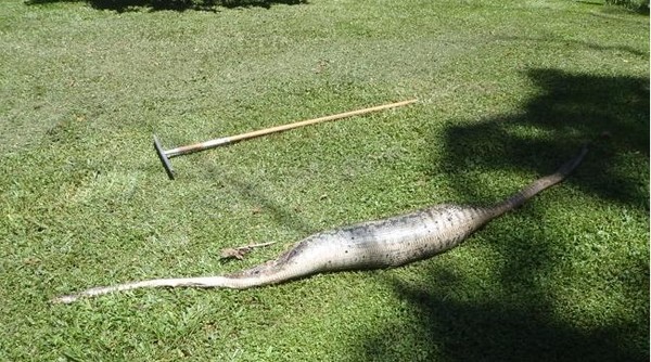 蟒蛇吃下家猫后不明原因而死