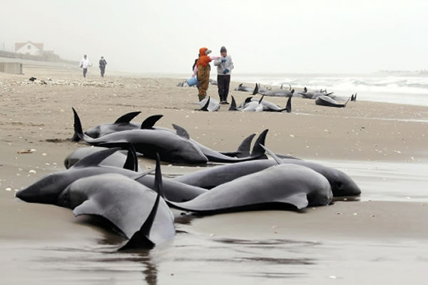日本茨城县鉾田市海滩陆续出现100多只搁浅海豚