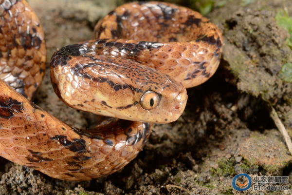 ̨ࡸ̩Ŷͷߡ޶ͼγ㣬̨ʦṩ