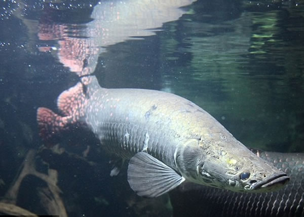 ����������������ۼ�Ƥ�������Ƴ�