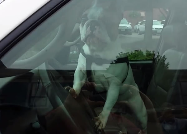 ��ţ������˾�����ϣ�һ˫ǰ֫���ڼ�ʻ���ϲ��ϰ������ȡ�