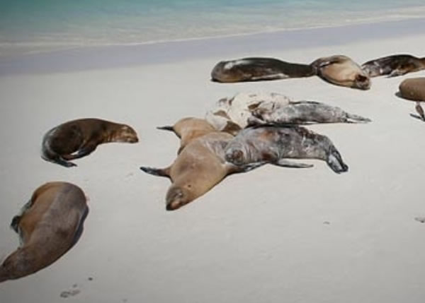 美国沙甸鱼数量急跌,令大量海狮饿死被冲水岸。