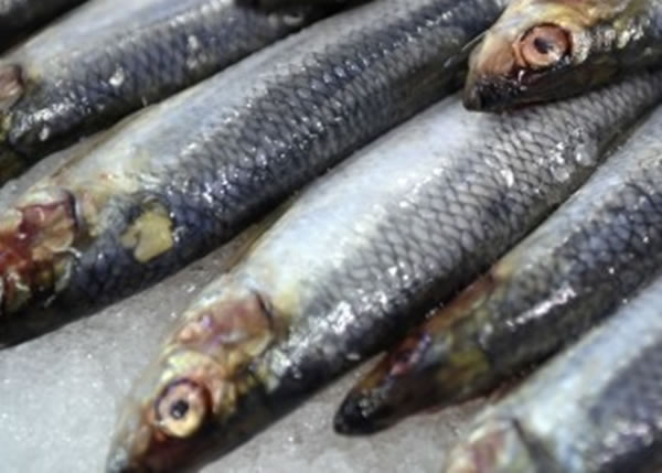 美国水域的沙甸鱼数量,近年因为过度捕猎急跌9成。