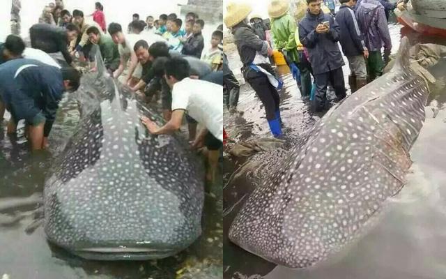 广东徐闻渔民捕获两三千斤鲸鲨后放生