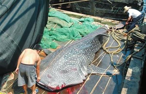 2014年5月12日湛江渔民捕获的长6.3米的大鲸鲨