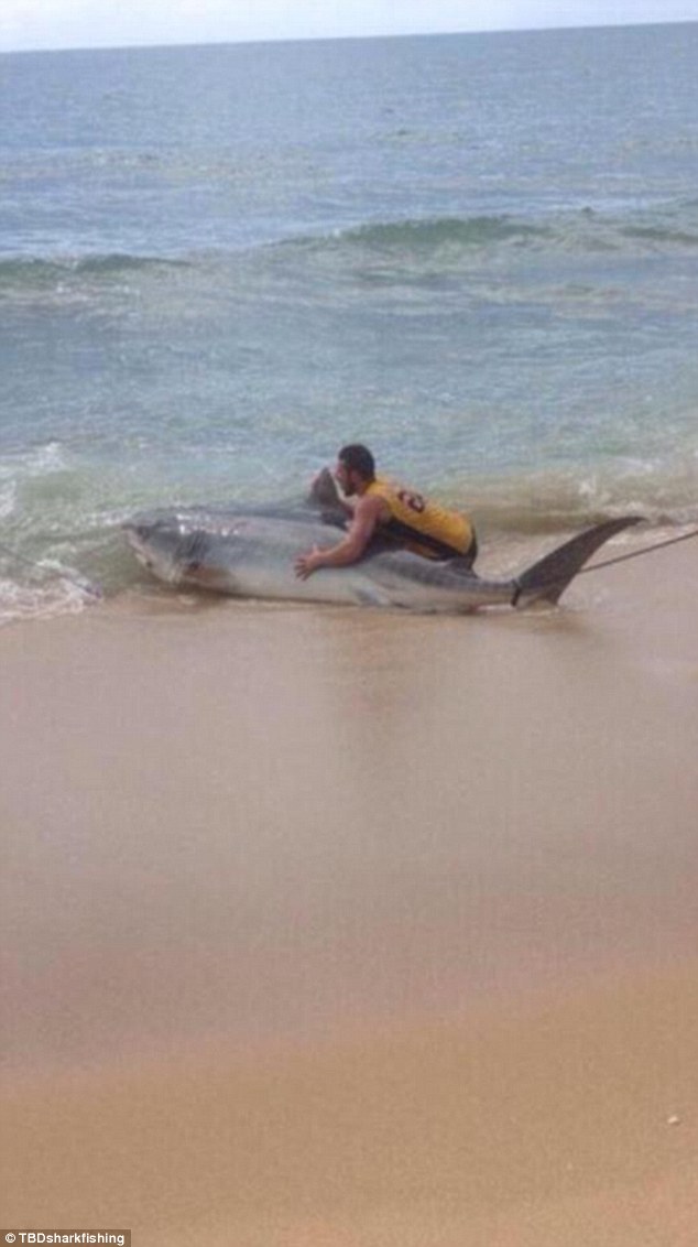 澳洲男子与虎鲨搏斗3小时最后终于将它钓起