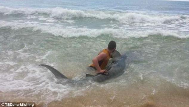 澳洲男子与虎鲨搏斗3小时最后终于将它钓起