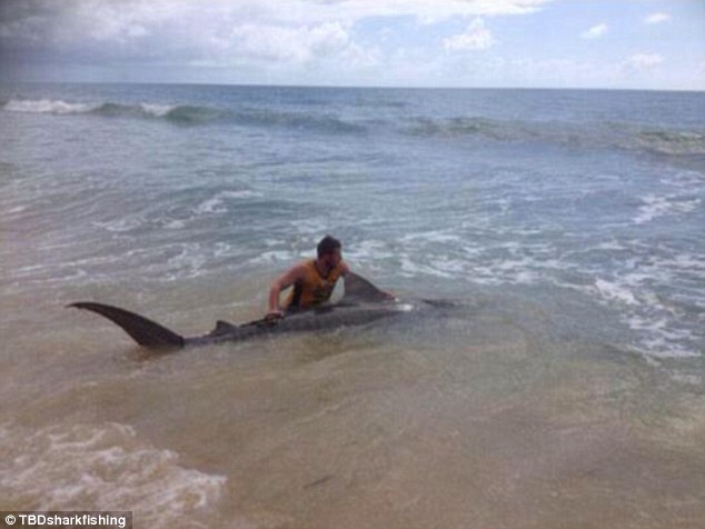 澳洲男子与虎鲨搏斗3小时最后终于将它钓起