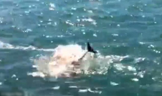 ����ʳ����ĳ��溱��