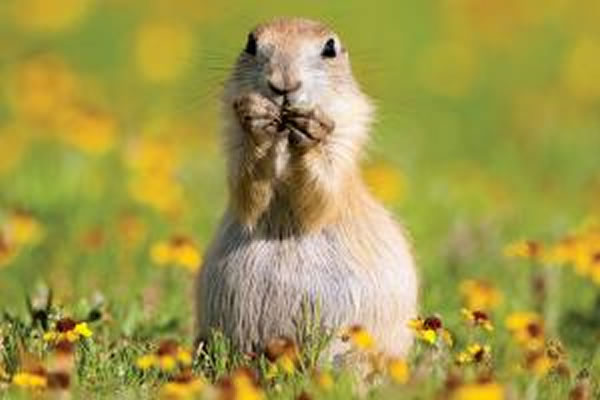 瘟疫袭击黑尾草原犬鼠改变美国草原生态系统