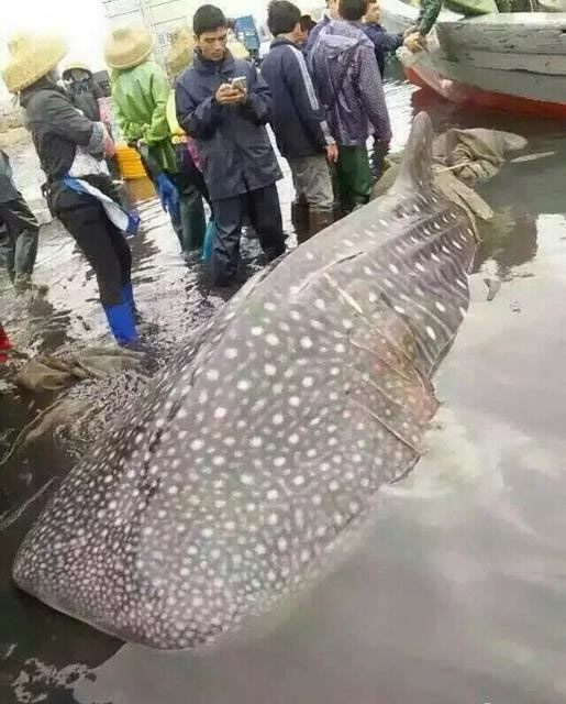 不少人围观并拍摄鲸鲨。