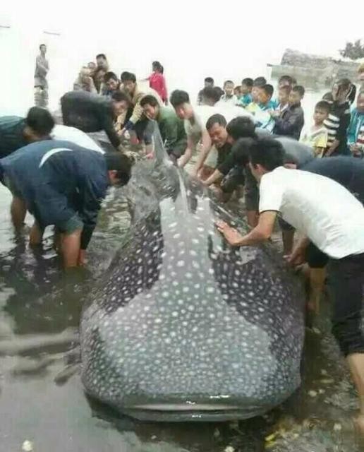 渔民合力将鲸鲨放归大海。