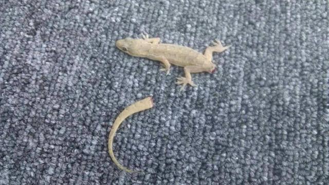 德国康斯坦茨大学的科学家宣布,他们经过30年的研究,成功解开动物肢体再生之谜。