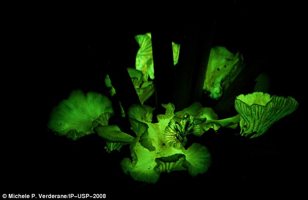 揭秘蘑菇发光之谜:吸引甲虫、苍蝇、黄蜂和蚂蚁等昆虫的注意