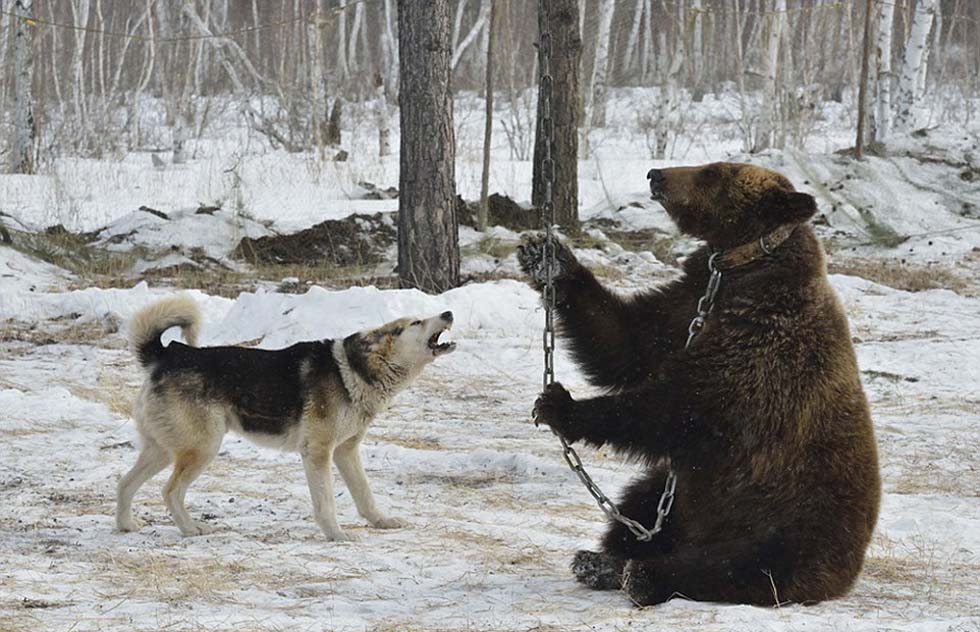 一旦发现棕熊,这些猎狗需要尽可能大声地吠叫,以便获得高分。