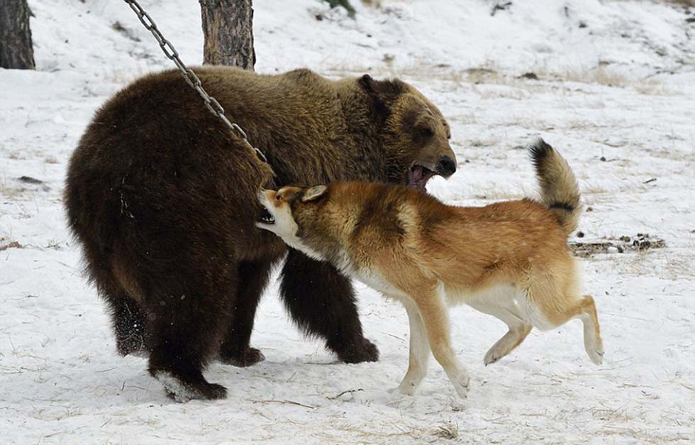猎犬主人表示,玛莎充当狩猎竞赛中的猎物角色已经多年。