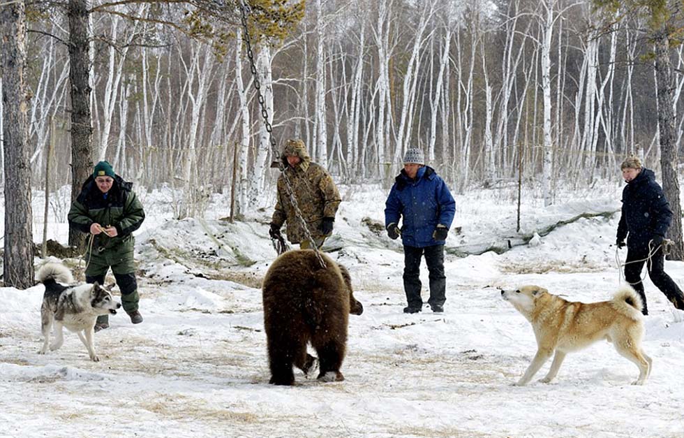 猎犬的主人准备释放猎犬,下令它们攻击棕熊玛莎。