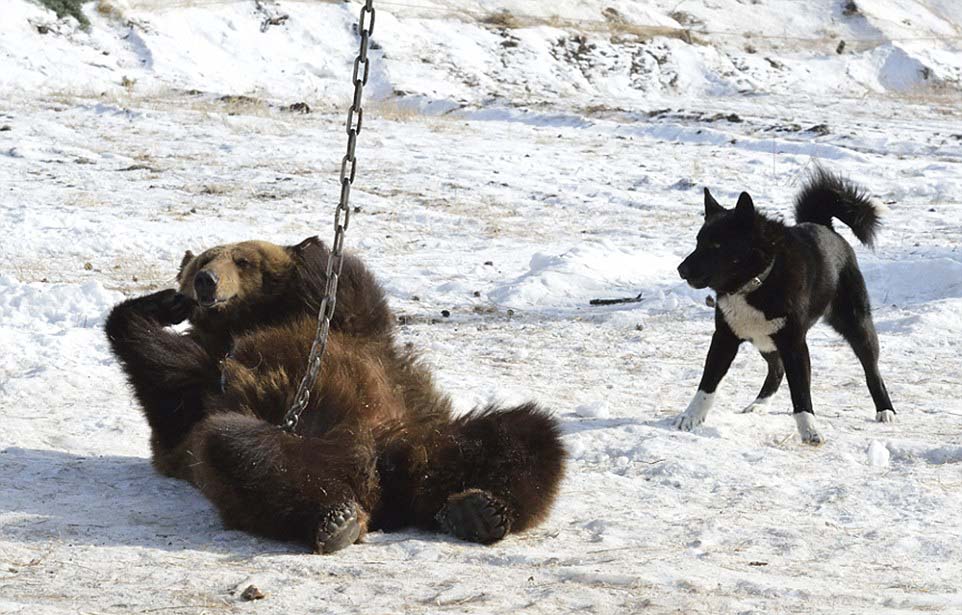 图中,面对扑面而来的猎犬,玛莎似乎决定停止战斗休息一下。