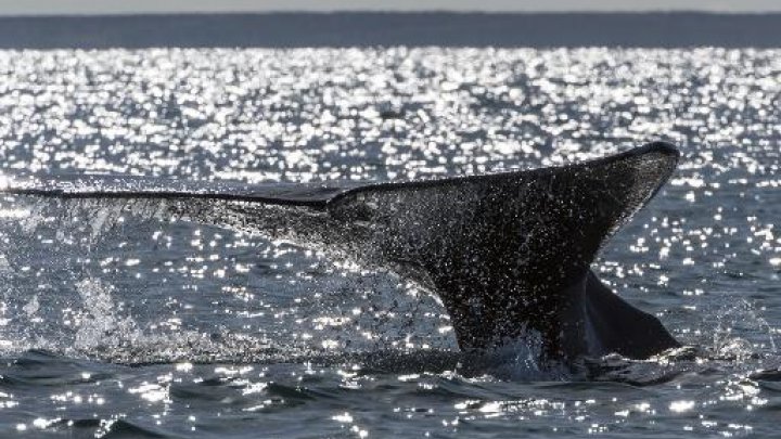 9岁大灰鲸“瓦尔瓦拉”(Varvara)在69天内游了逾万公里创下纪录