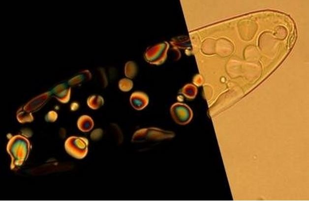 这张图片显示的是一滴凝聚的纳米DNA(nano-DNA),其中的小颗粒是处于液晶相的纳米DNA,图片左侧呈现的是偏振光下的情景。这些液晶颗粒扮演“微型反应堆”的