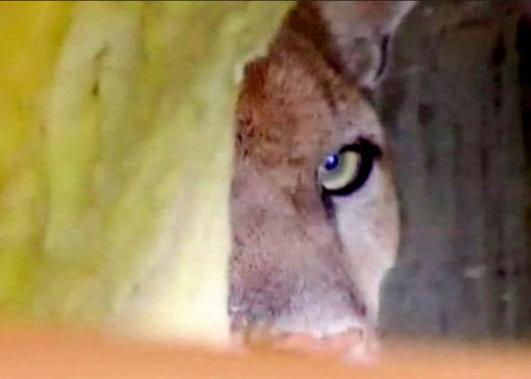 ��������ʨP-22ͻ��������ɼ����լ